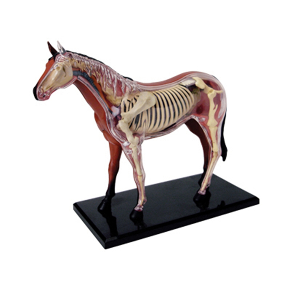 Science Diy Model - Model anatomiczny narządów zwierzęcych 4D inteligencja